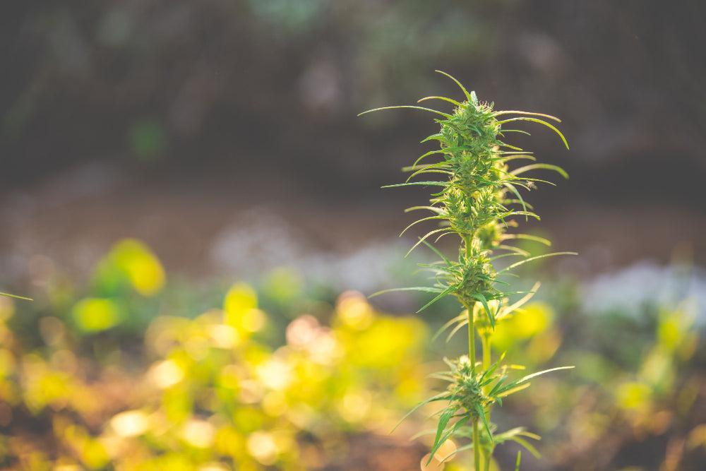 Plante de Cannabis
