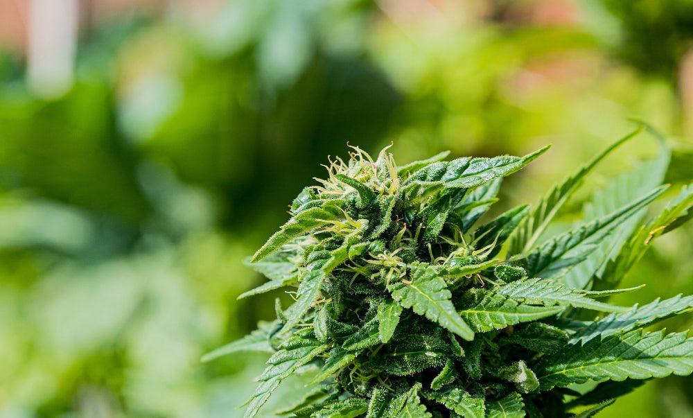 THP 420 : Le nouveau cannabinoïde synthétique expliqué-Canapuff