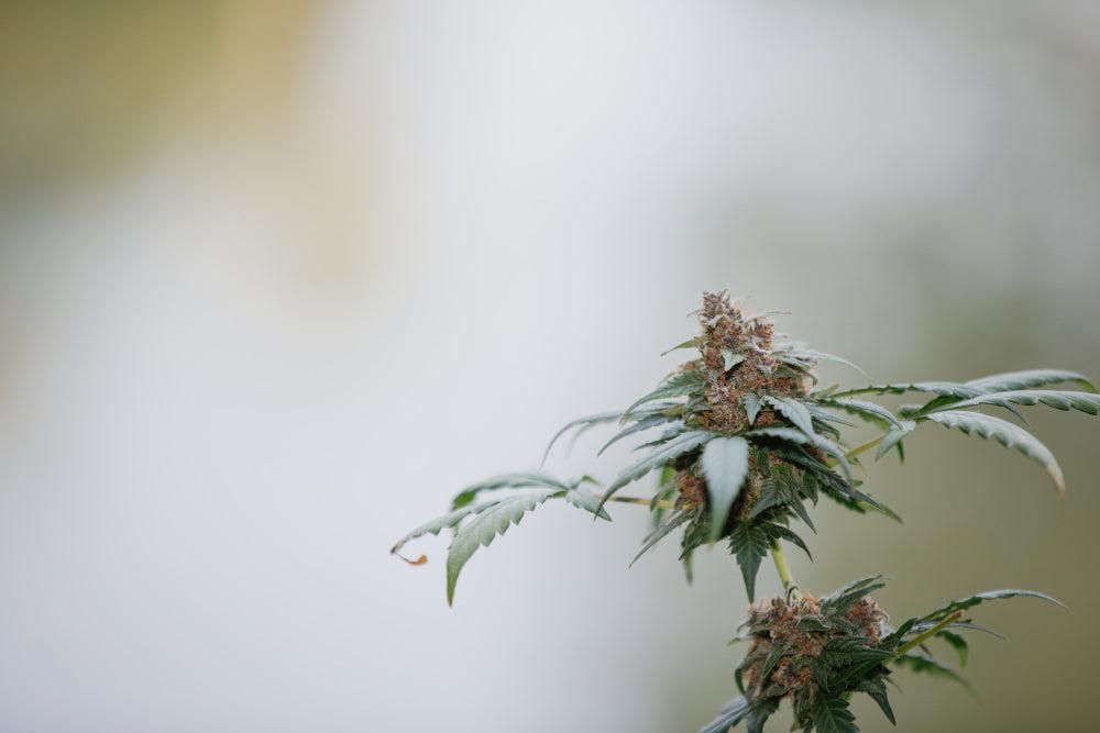 Plante de Cannabis